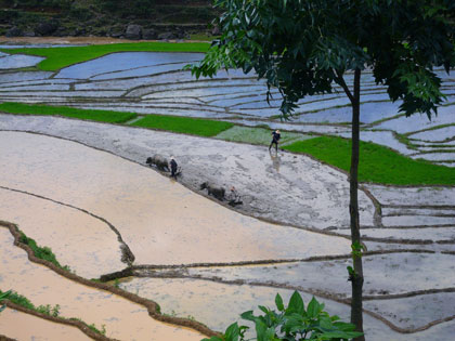 The beautiful terraced rice paddy fields in the countryside surrounding Sapa.<br />
Photo by Florence Bracey.