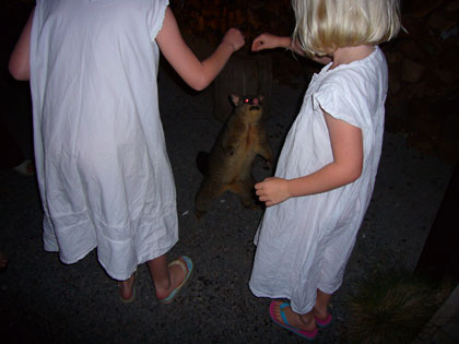 Bedtime at the lodge. The baby possum wanted to come inside and sleep on the girls bed that night. We had to coax it out of our cabin. They may be cute but they eat everything.