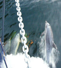 Some highlights from our Bottlenose dolphin experience on the Doubtful Sound.  We all got a little over excited because there were so many of them and they were so big!  The whooping is courtesy of Gabby...............