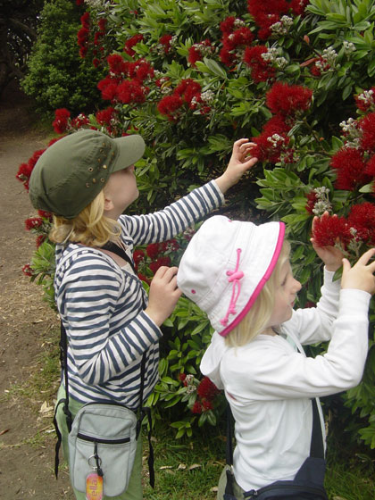 These 'New Zealand Christmas Trees' flower in December.  The red flowers contain the most delicious honey which the girls found to be a perfect snack during the long walks we were doing!
