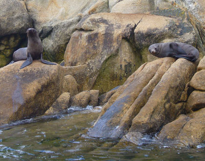 Seals on Tonga Island in the Abel Tasman National Park are so used to the visiting tourist speed boats they readily pose for photos........