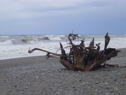 Driftwood